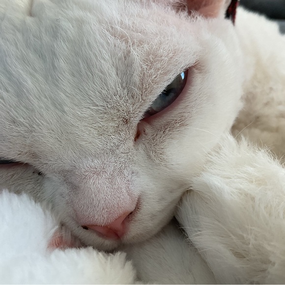 Meet your Posher, Eva - Picture 4 of 13